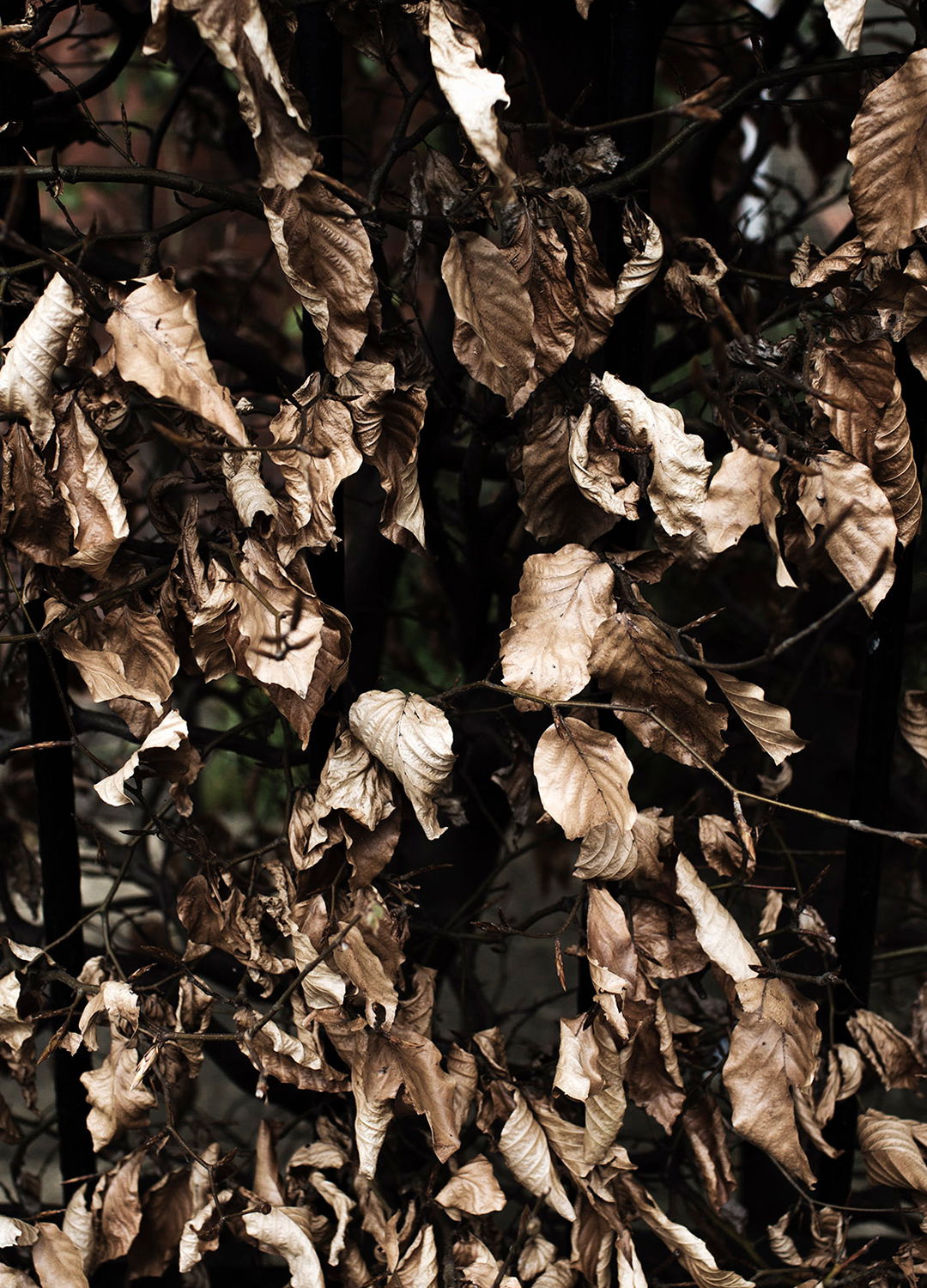 Adrian Brinkerhoff Matthew Thompson 114