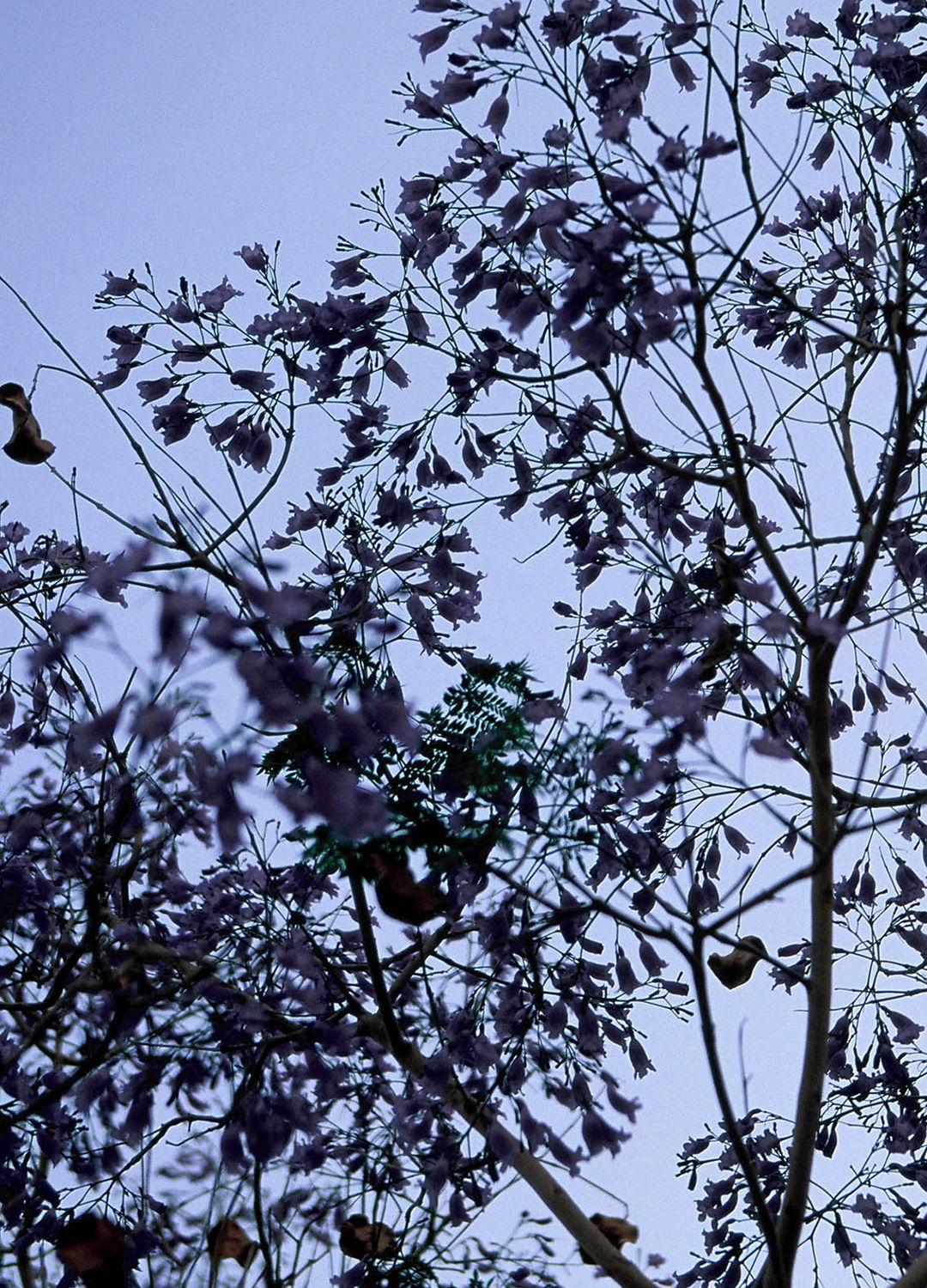 Adrian Brinkerhoff Matthew Thompson 209