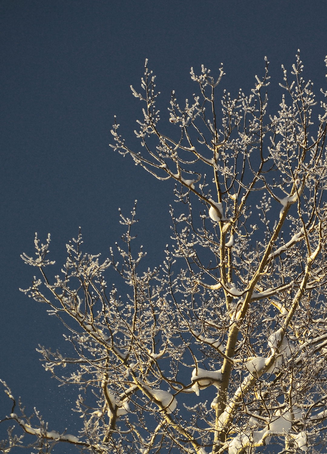 Adrian Brinkerhoff Peter Halstead 01