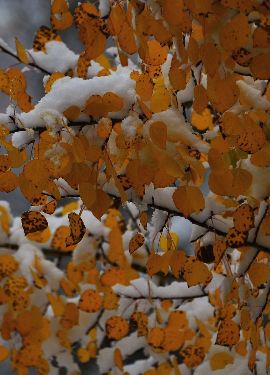 Adrian Brinkerhoff Peter Halstead 18