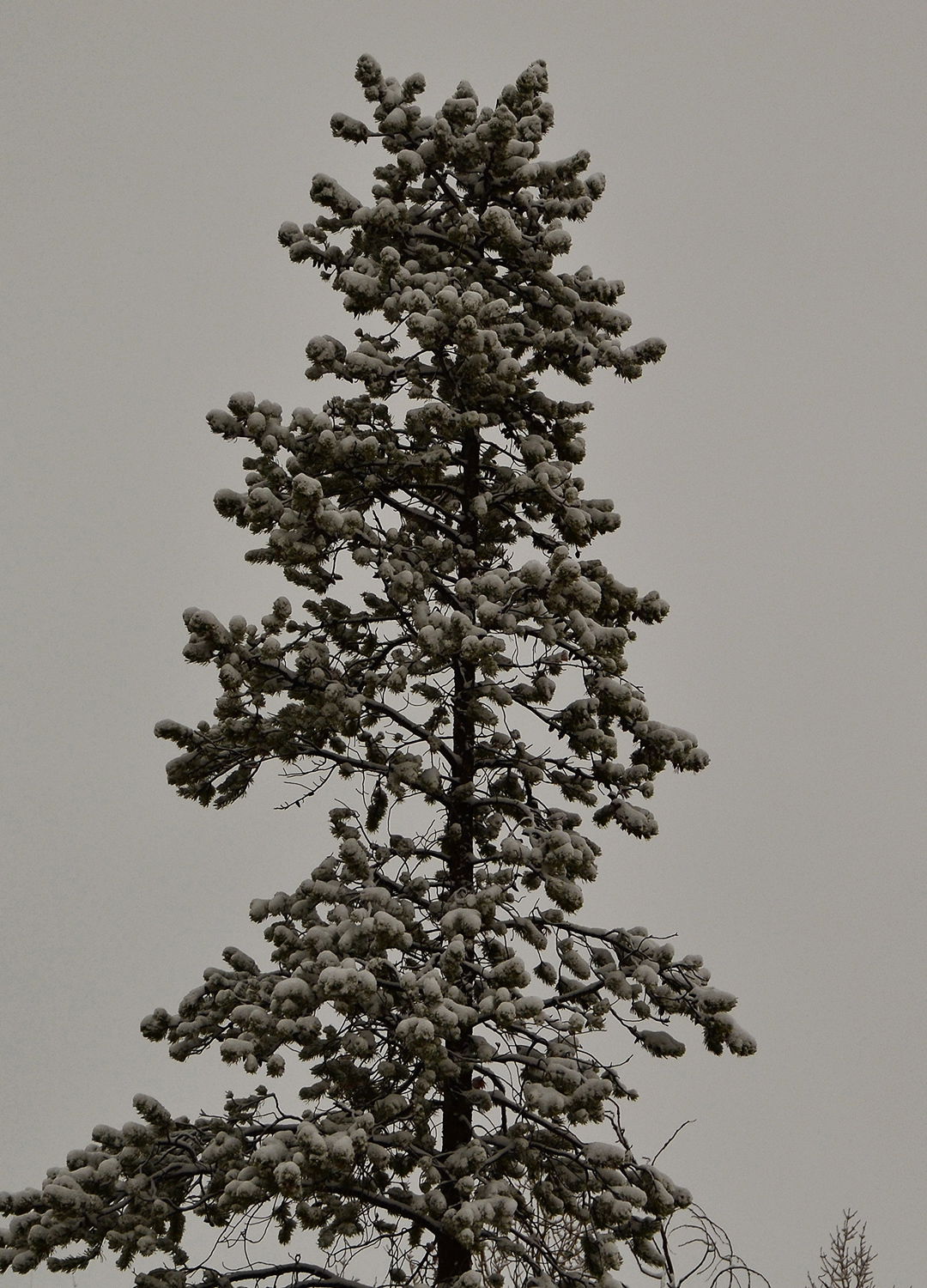 Adrian Brinkerhoff Peter Halstead 20