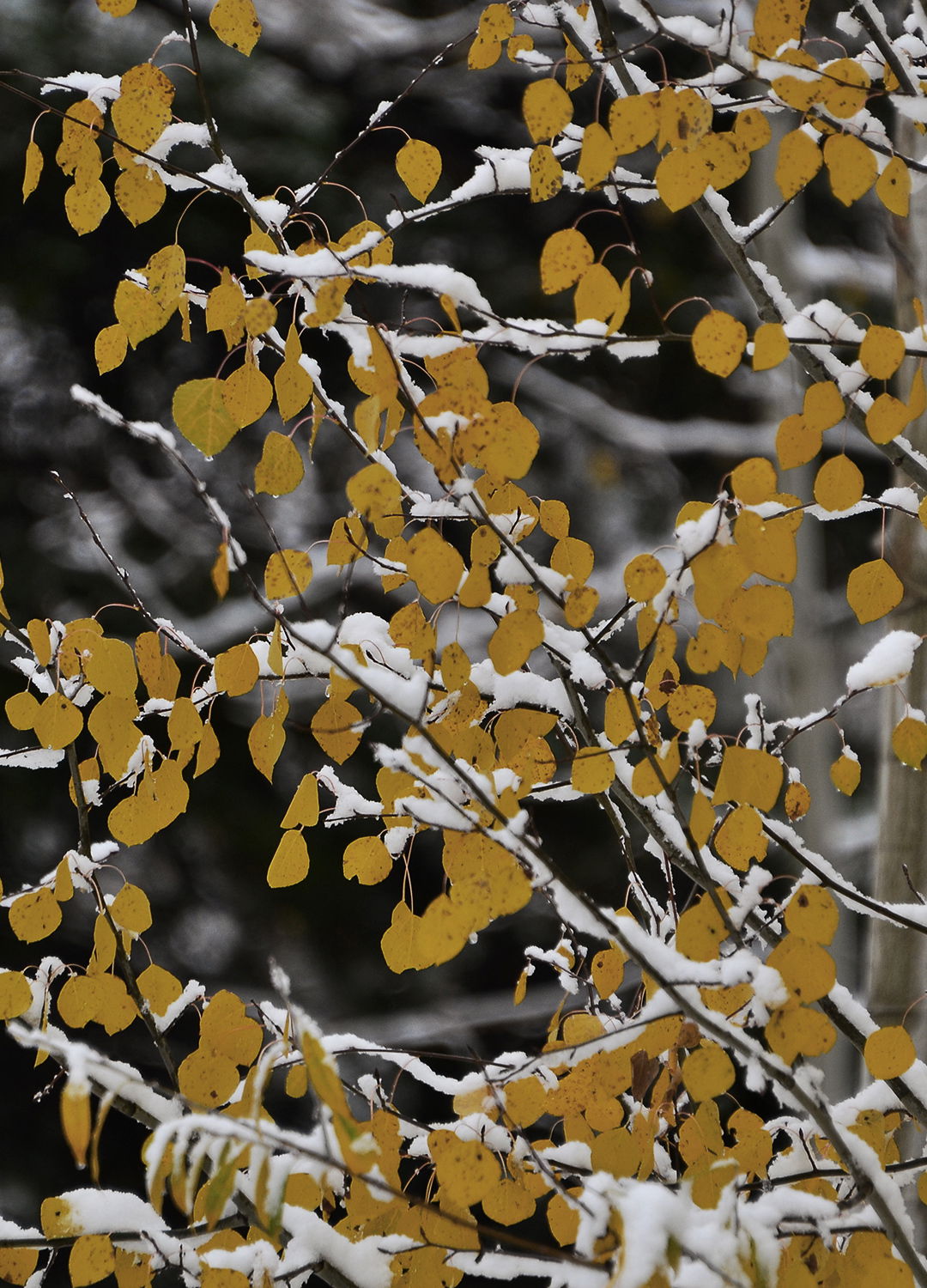 Adrian Brinkerhoff Peter Halstead 26