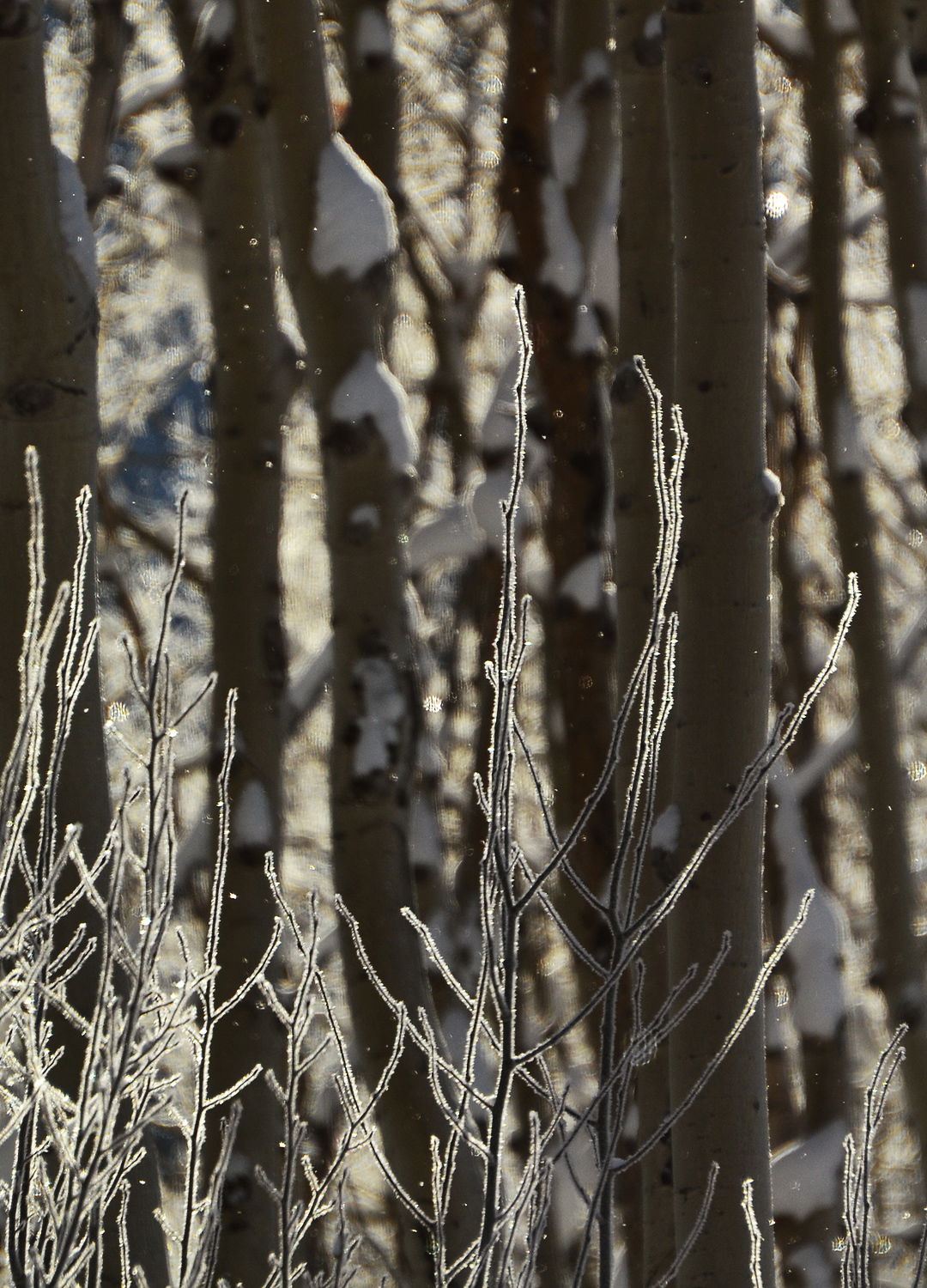 Adrian Brinkerhoff Peter Halstead 29