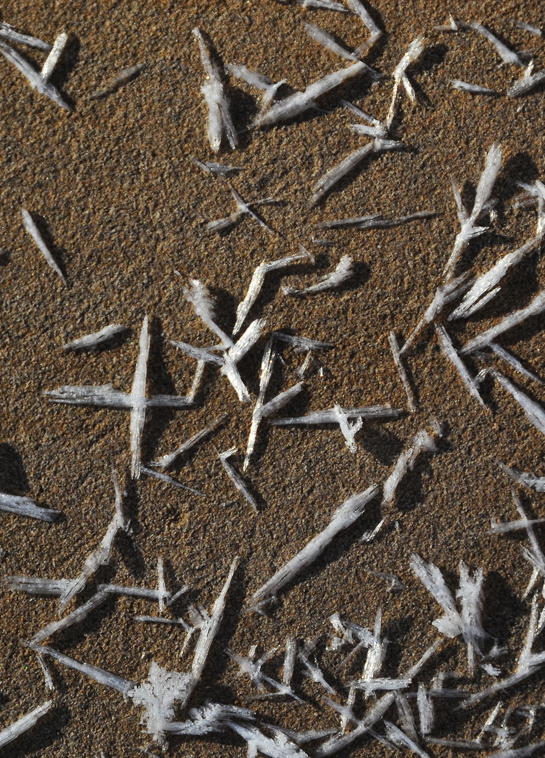 Adrian Brinkerhoff Peter Halstead 31