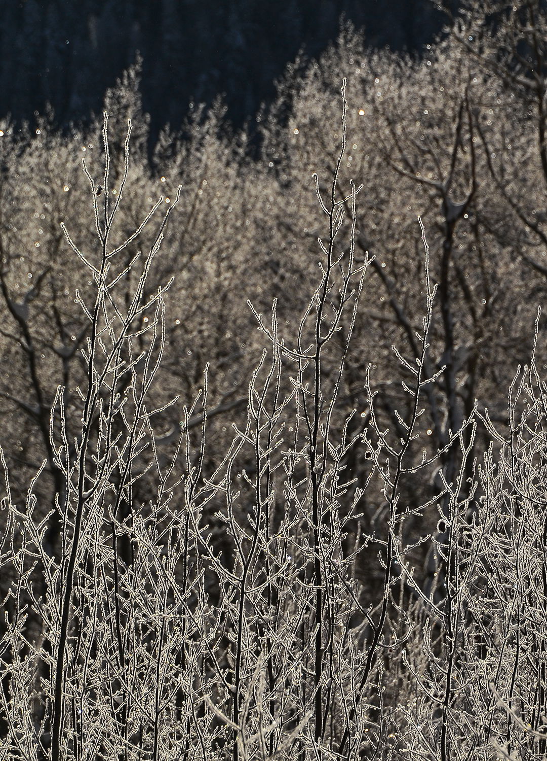 Adrian Brinkerhoff Peter Halstead 34