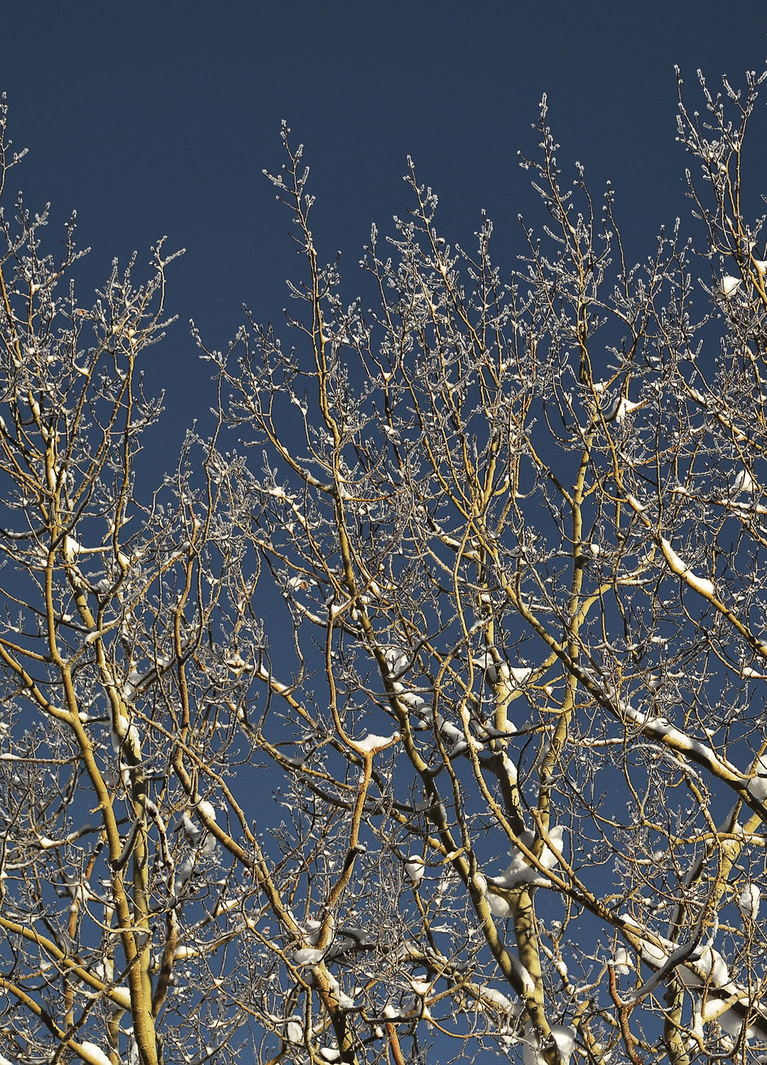 Adrian Brinkerhoff Peter Halstead 35