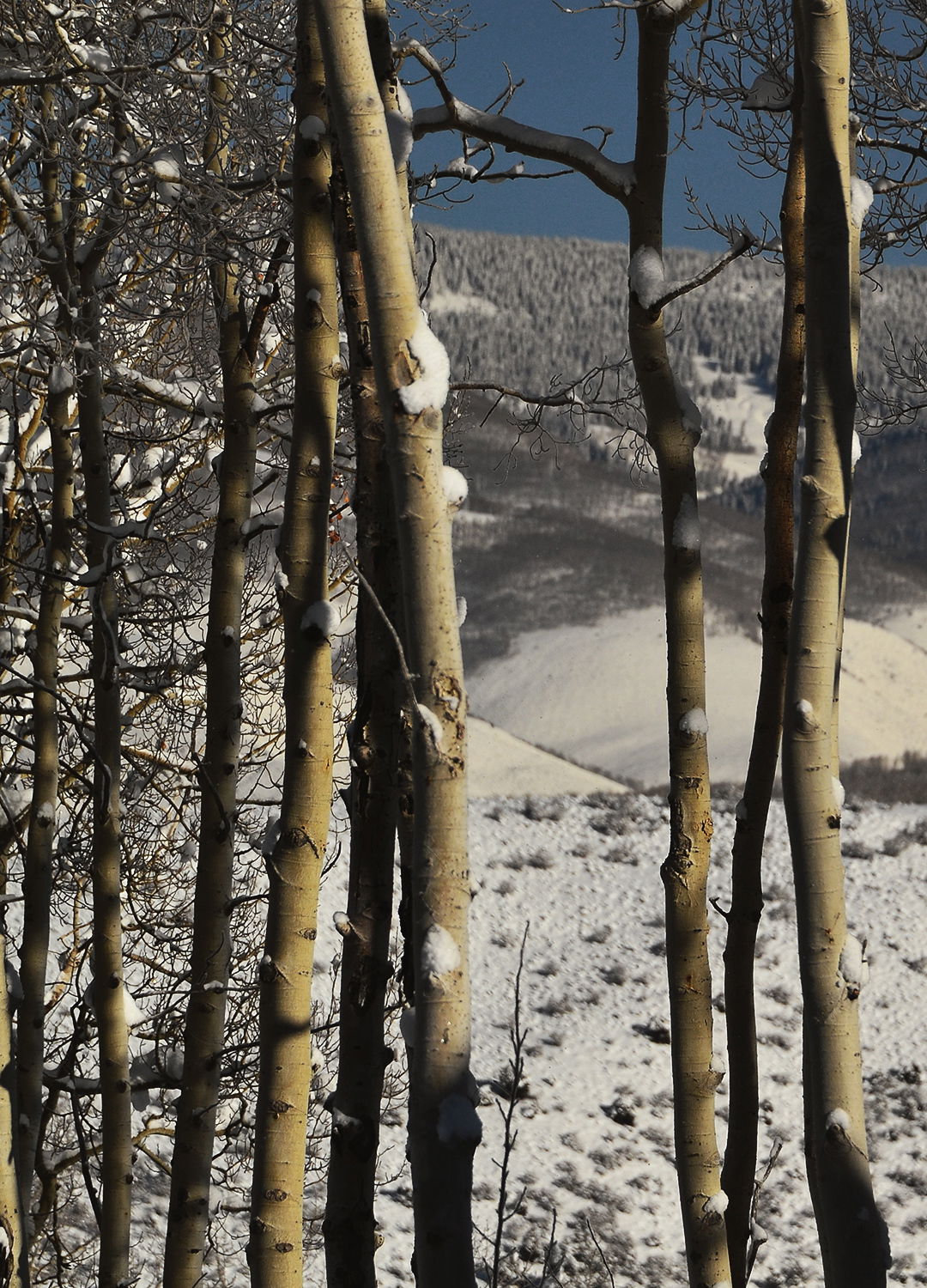 Adrian Brinkerhoff Peter Halstead 36