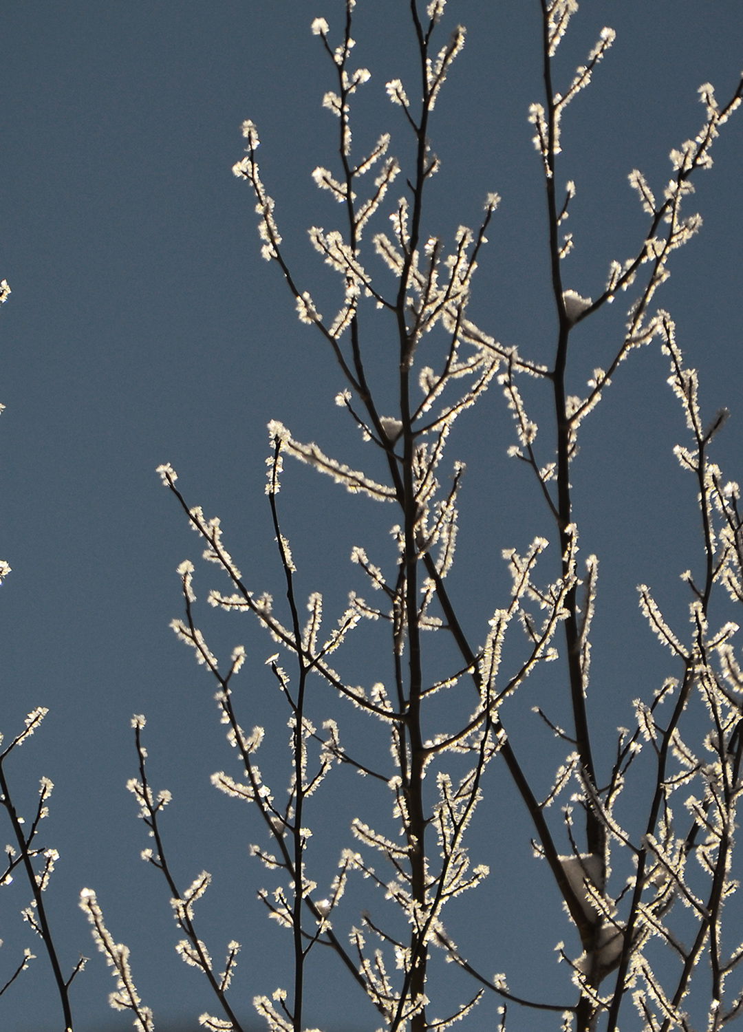 Adrian Brinkerhoff Peter Halstead 39