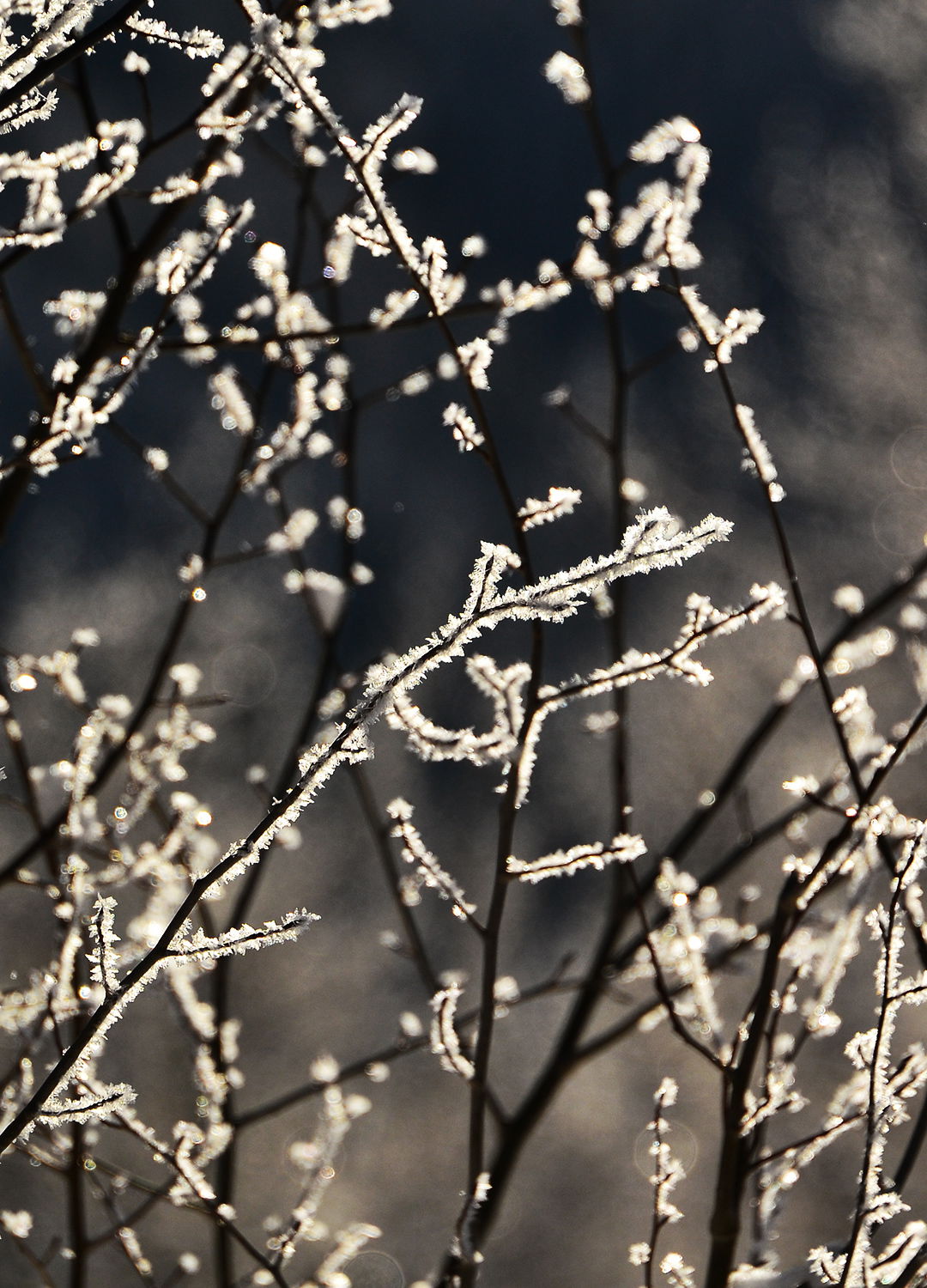 Adrian Brinkerhoff Peter Halstead 42