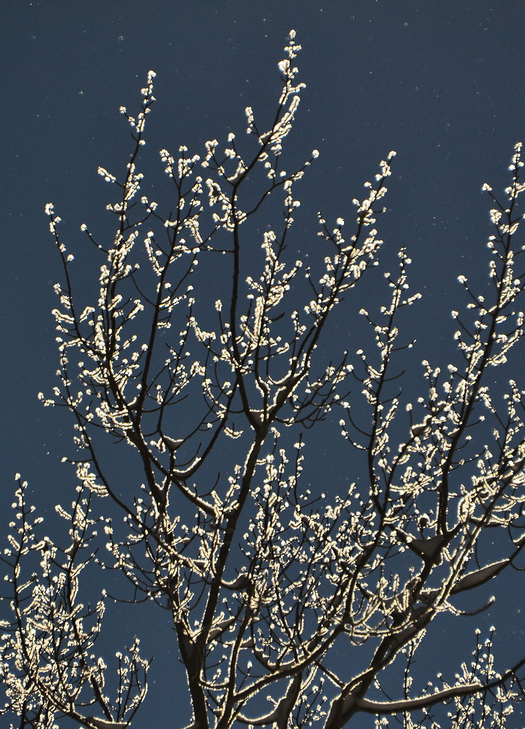 Adrian Brinkerhoff Peter Halstead 44