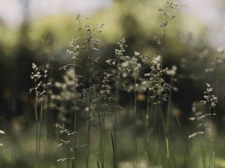 IBEC Nature Botanic 1735