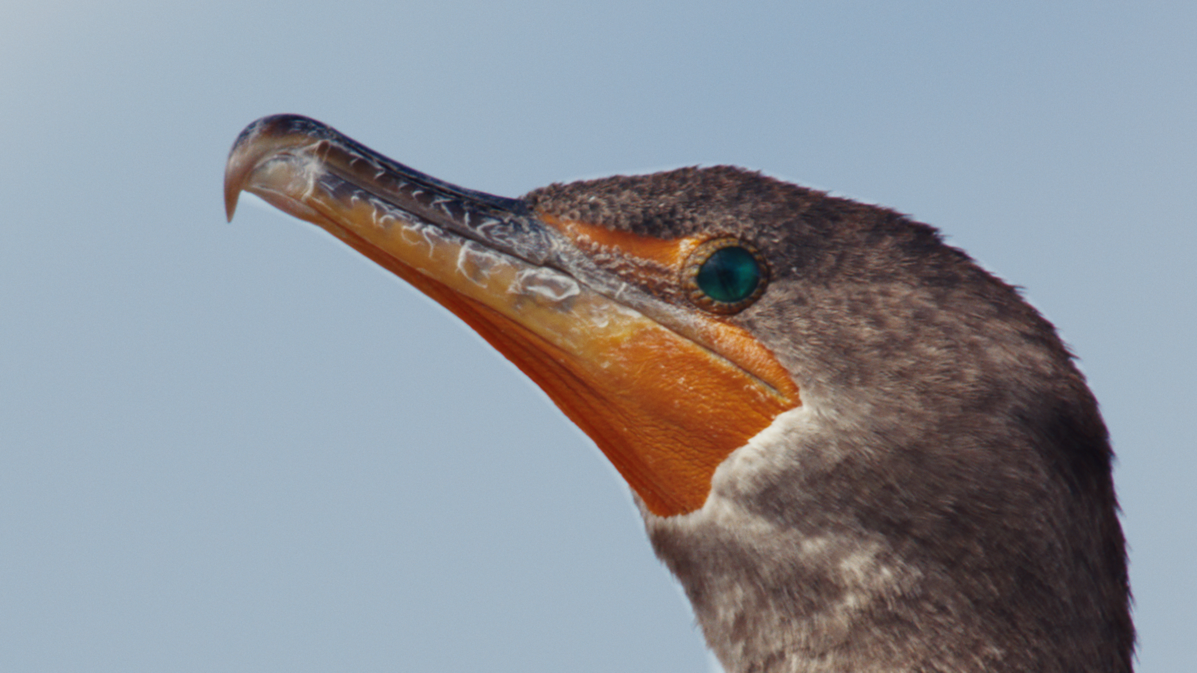 20260128 Oldest Living Longleaf Pine FORCOLOR mov 00 00 13 23 Still003