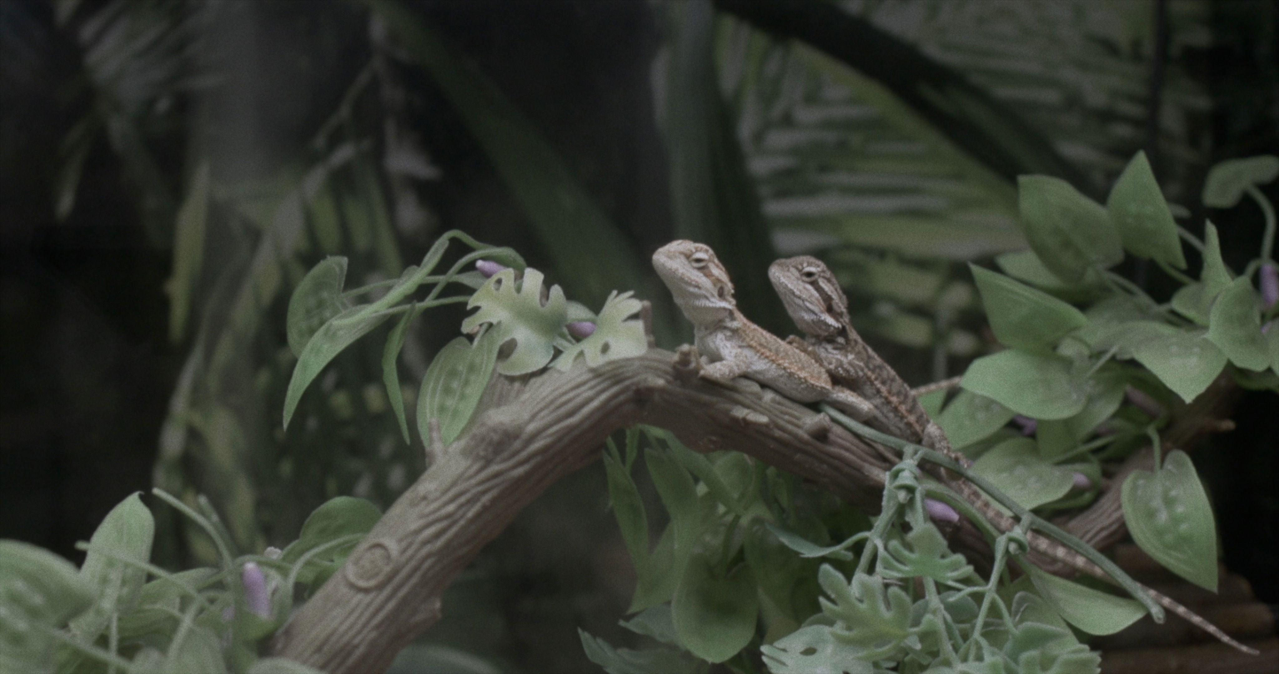 Alfie Lockwood Peanut Butter 15