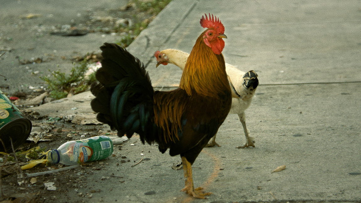 Blessing DELIVERY 01 00 27 13 Still006