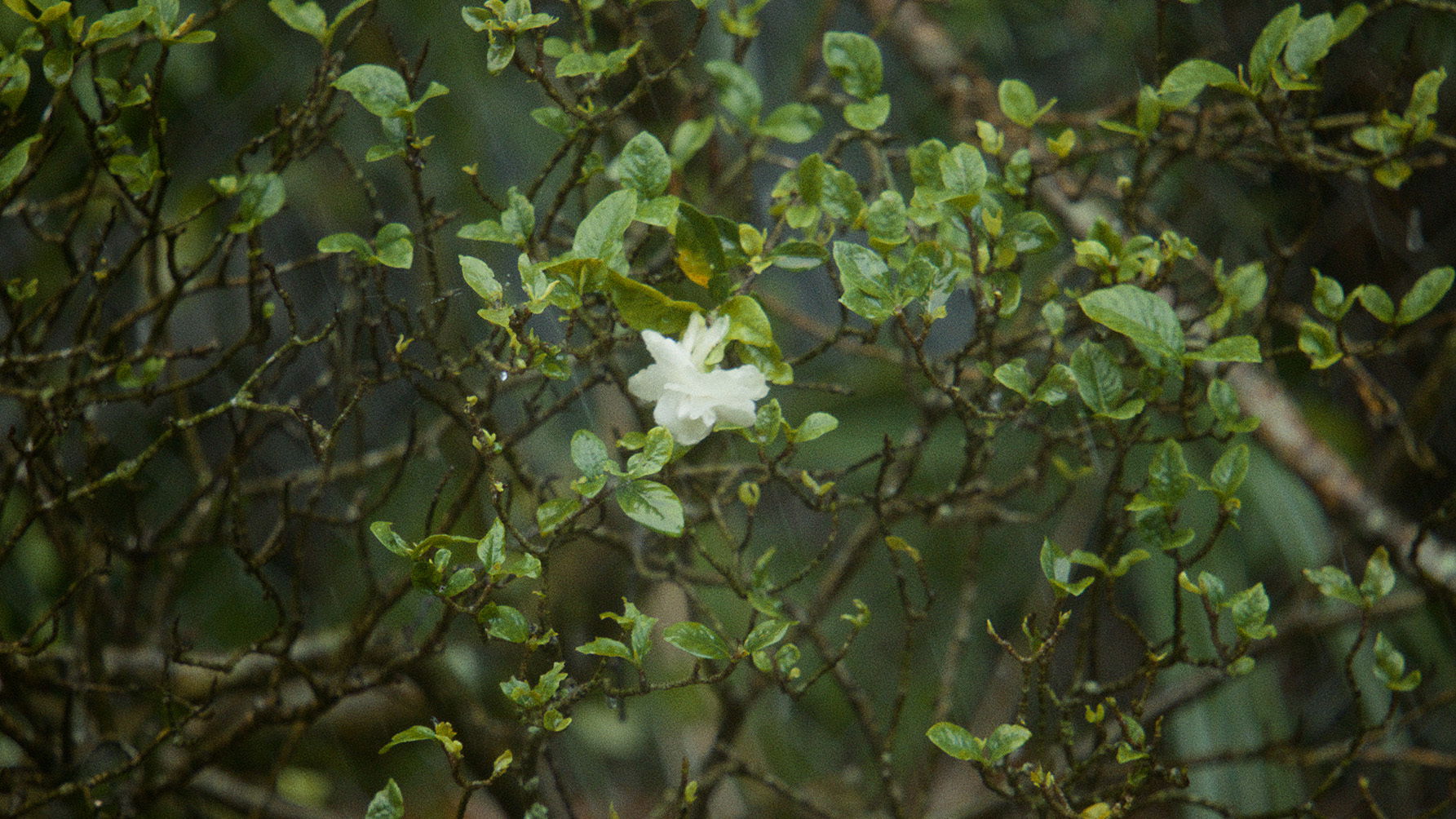 Malecon DELIVERY 00 00 47 14 Still007