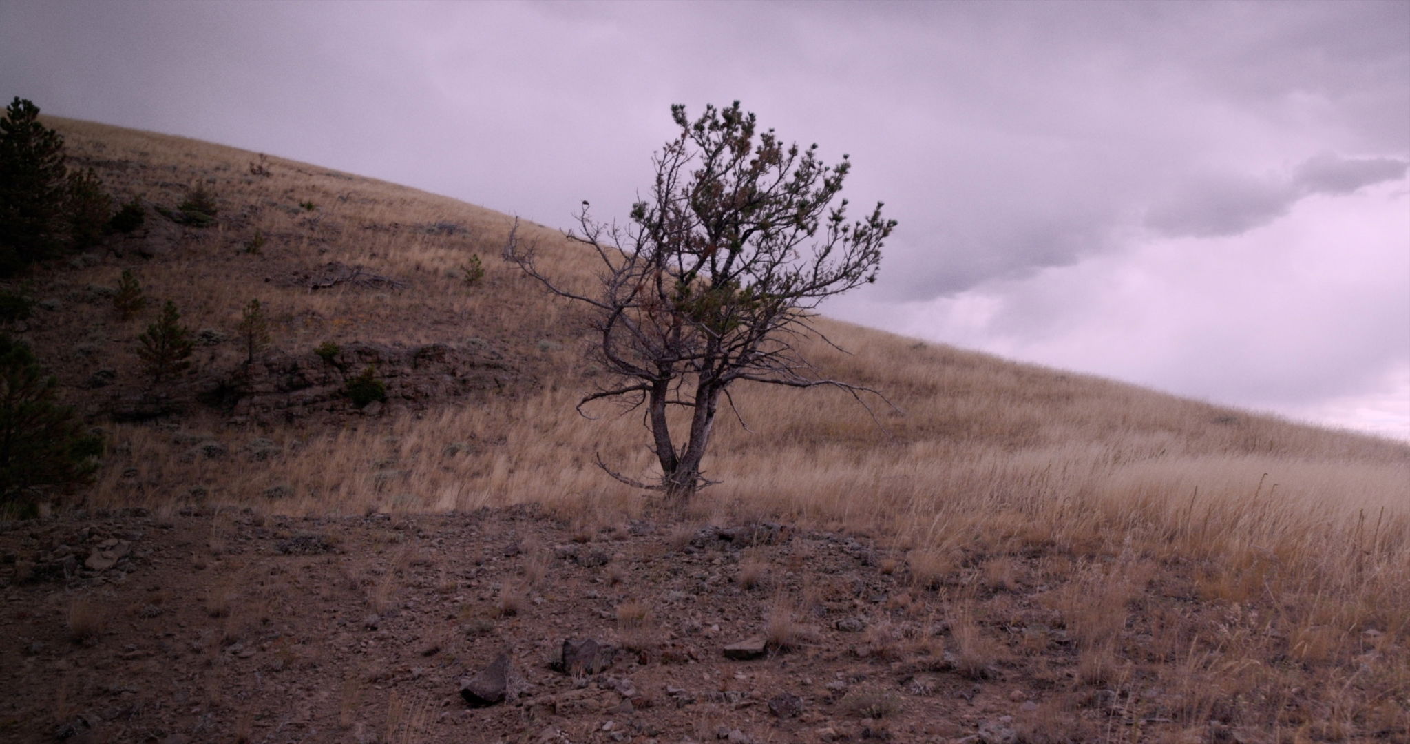 Peter Halstead Pine Wind Edit 3