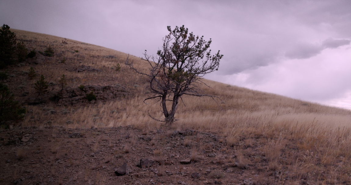 Peter Halstead Pine Wind Edit 3