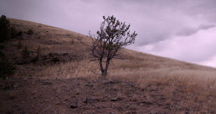 Peter Halstead Pine Wind Edit 3