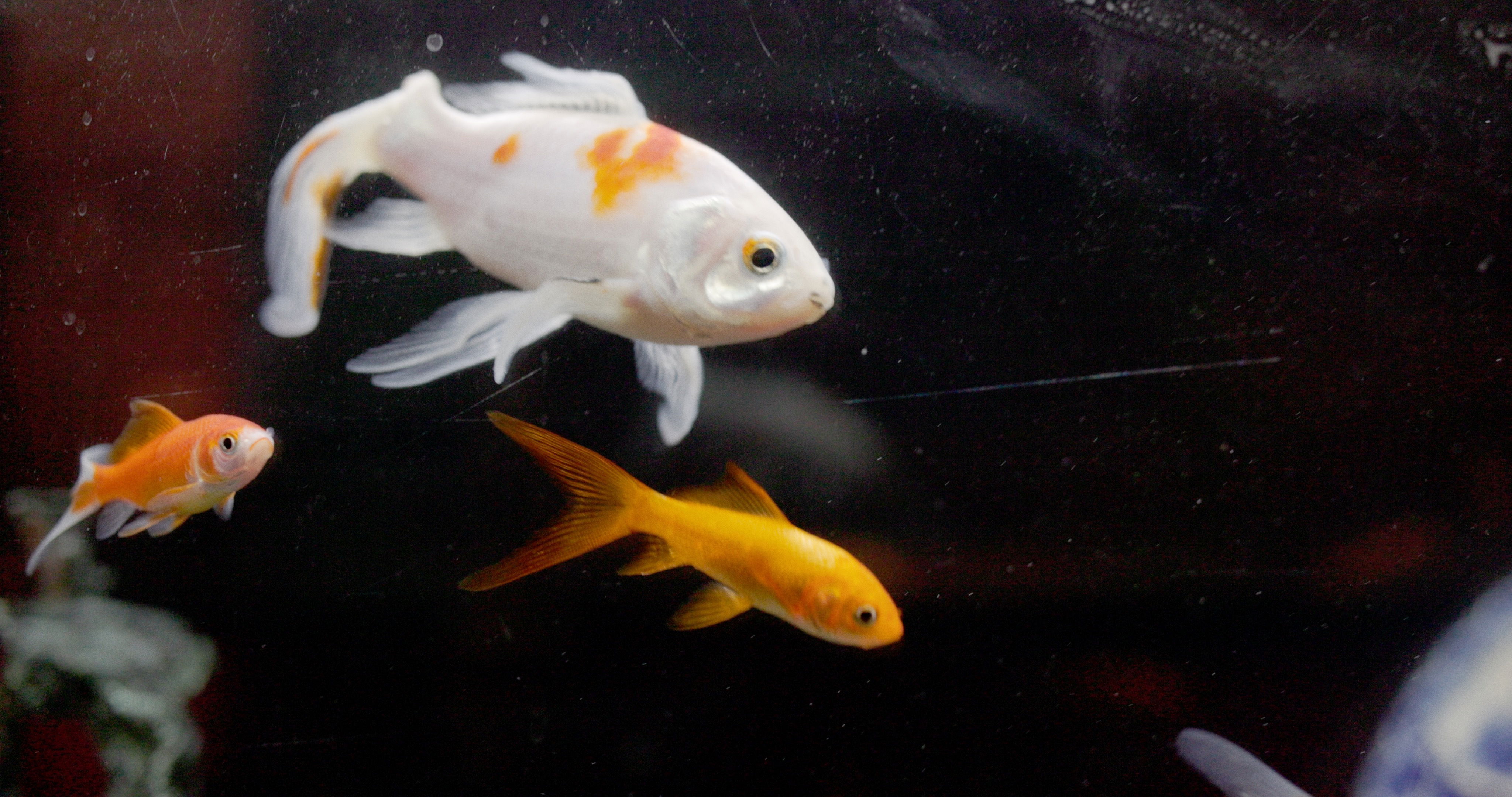 Simon Callow Sonnet 60 8