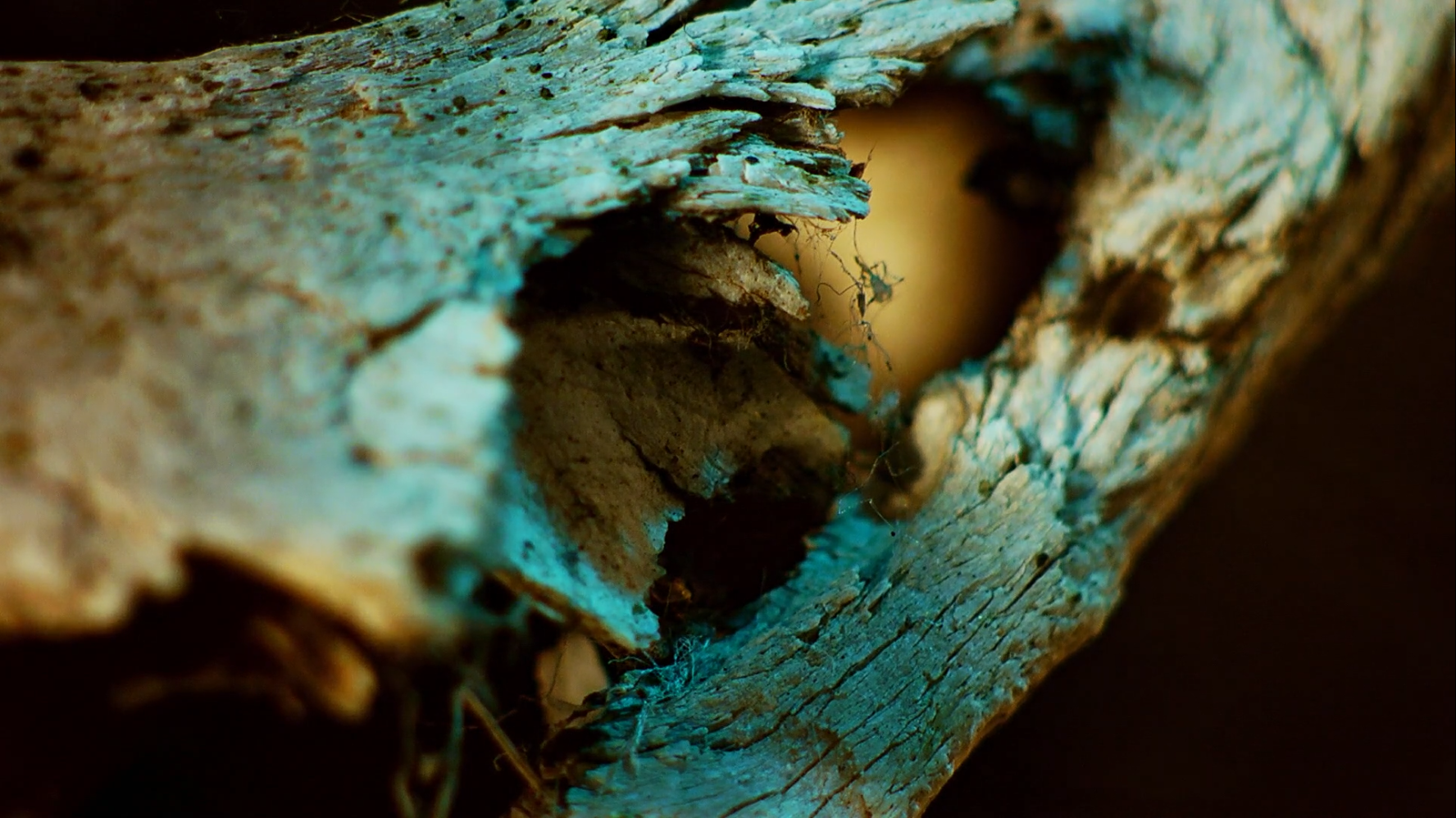 Screen Shot 2021 02 16 at 1 29 35 PM crop