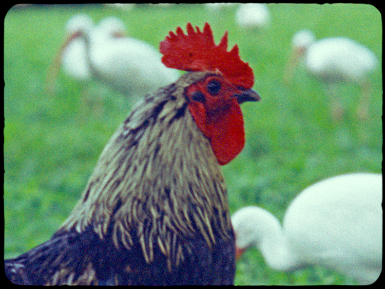 Sonnet For The Chickens 08