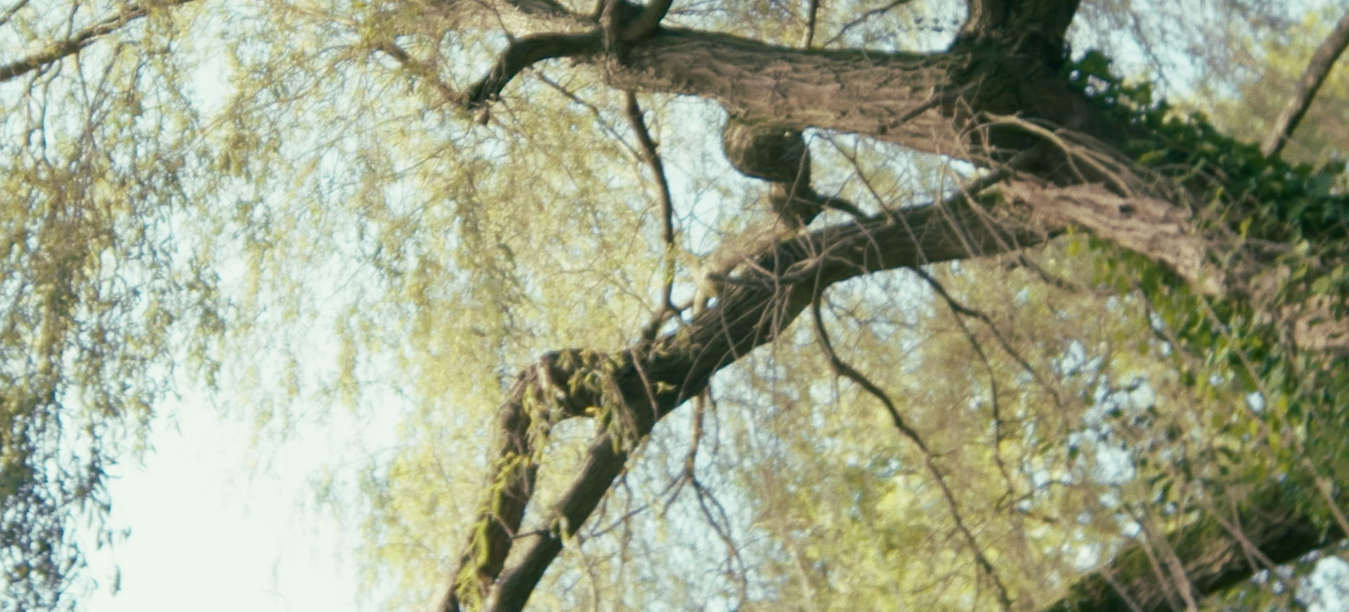 Symborska Allen Paisant The Silence of Plants 143140 3 1 5