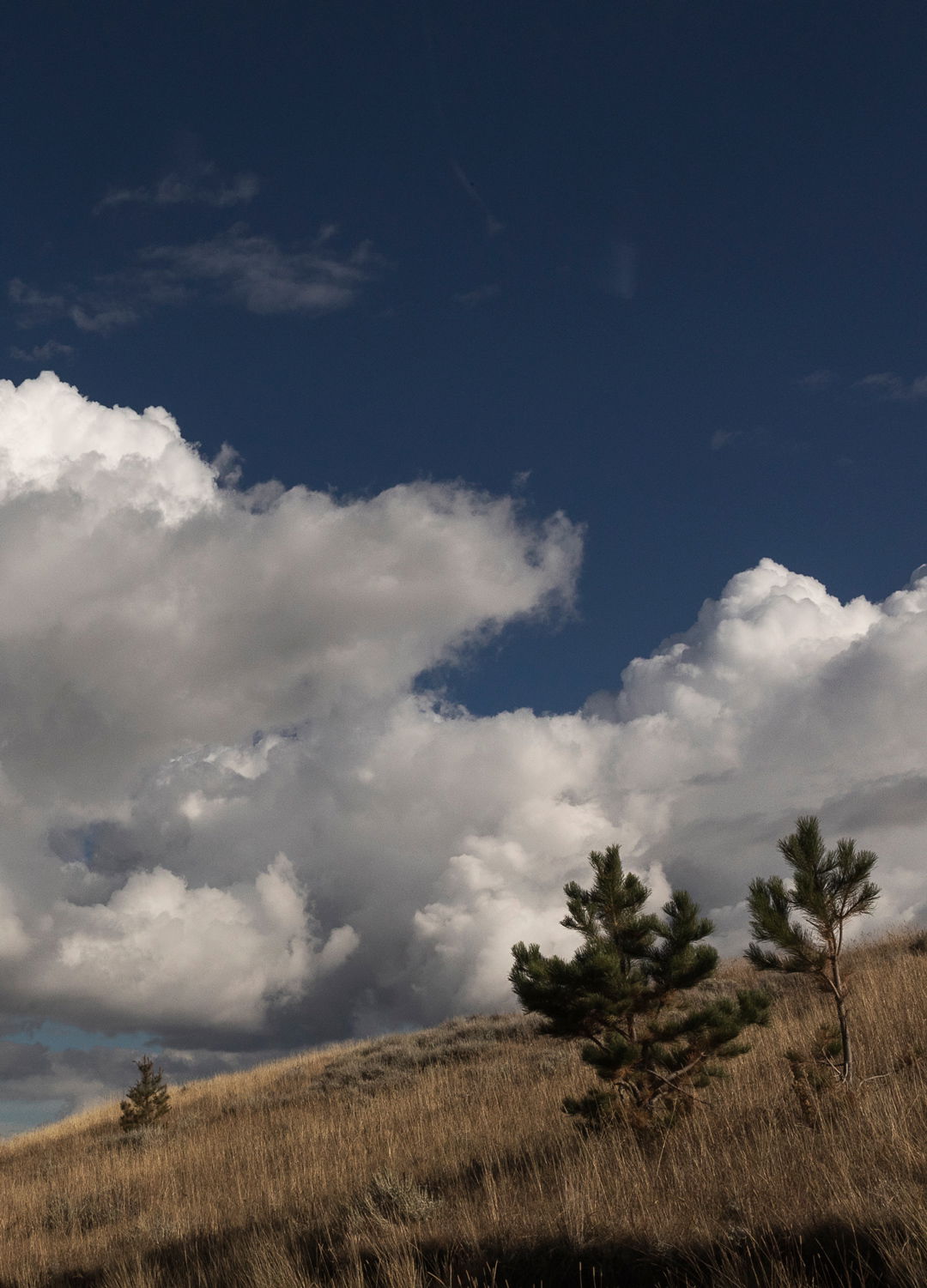 Adrian Brinkerhoff Matthew Thompson 309