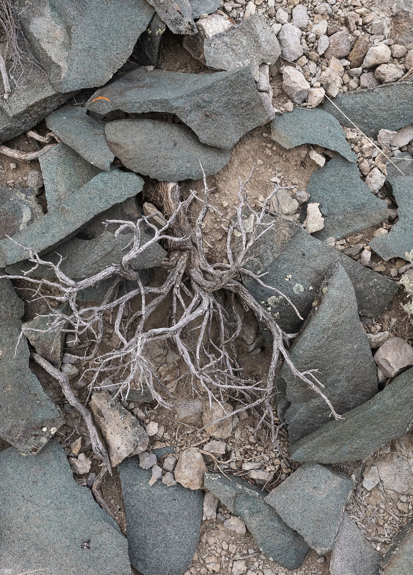 Adrian Brinkerhoff Matthew Thompson 325