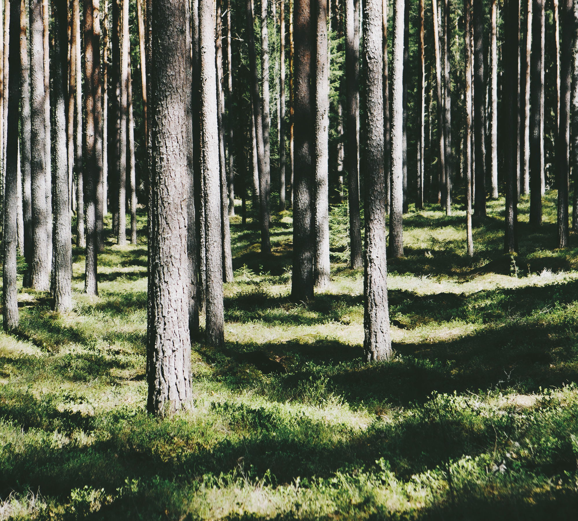 LFK Baerekraft Cover mobile 4