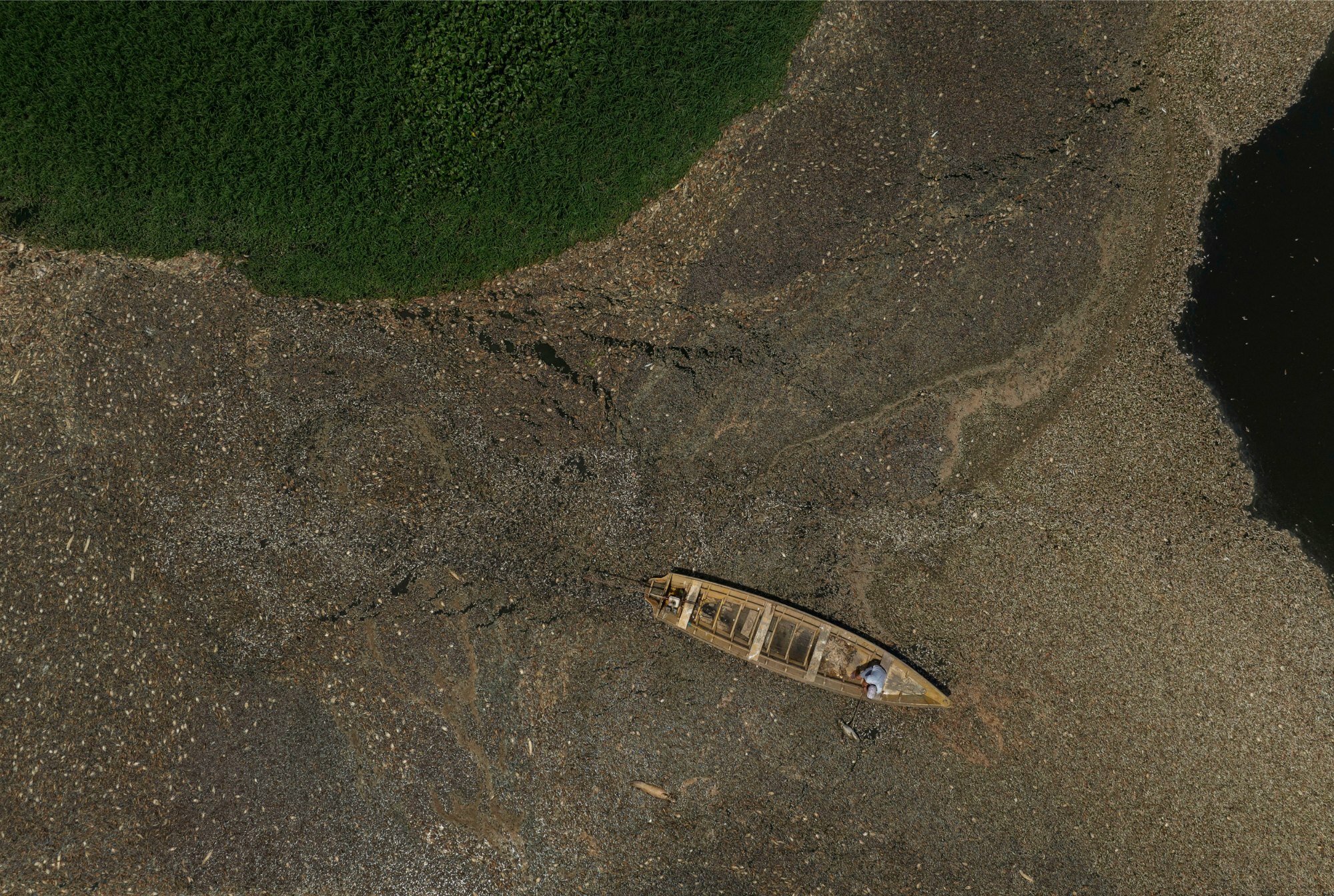How fish suffocate in overheated rivers – Rainforest Foundation Norway