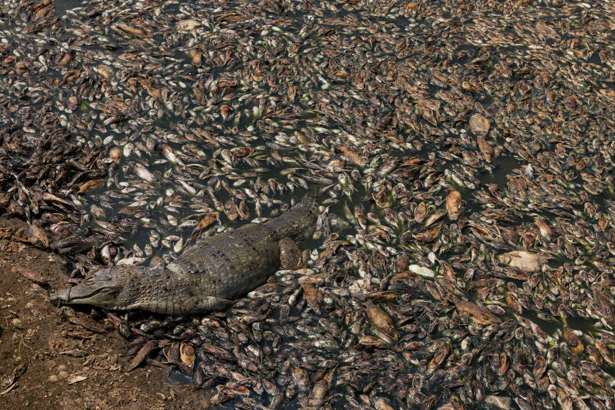 How fish suffocate in overheated rivers – Rainforest Foundation Norway