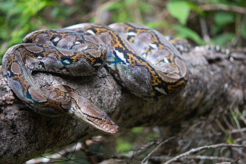 Slangus Pyttis Nettypyton: Verdens lengste slange – Regnskogfondet