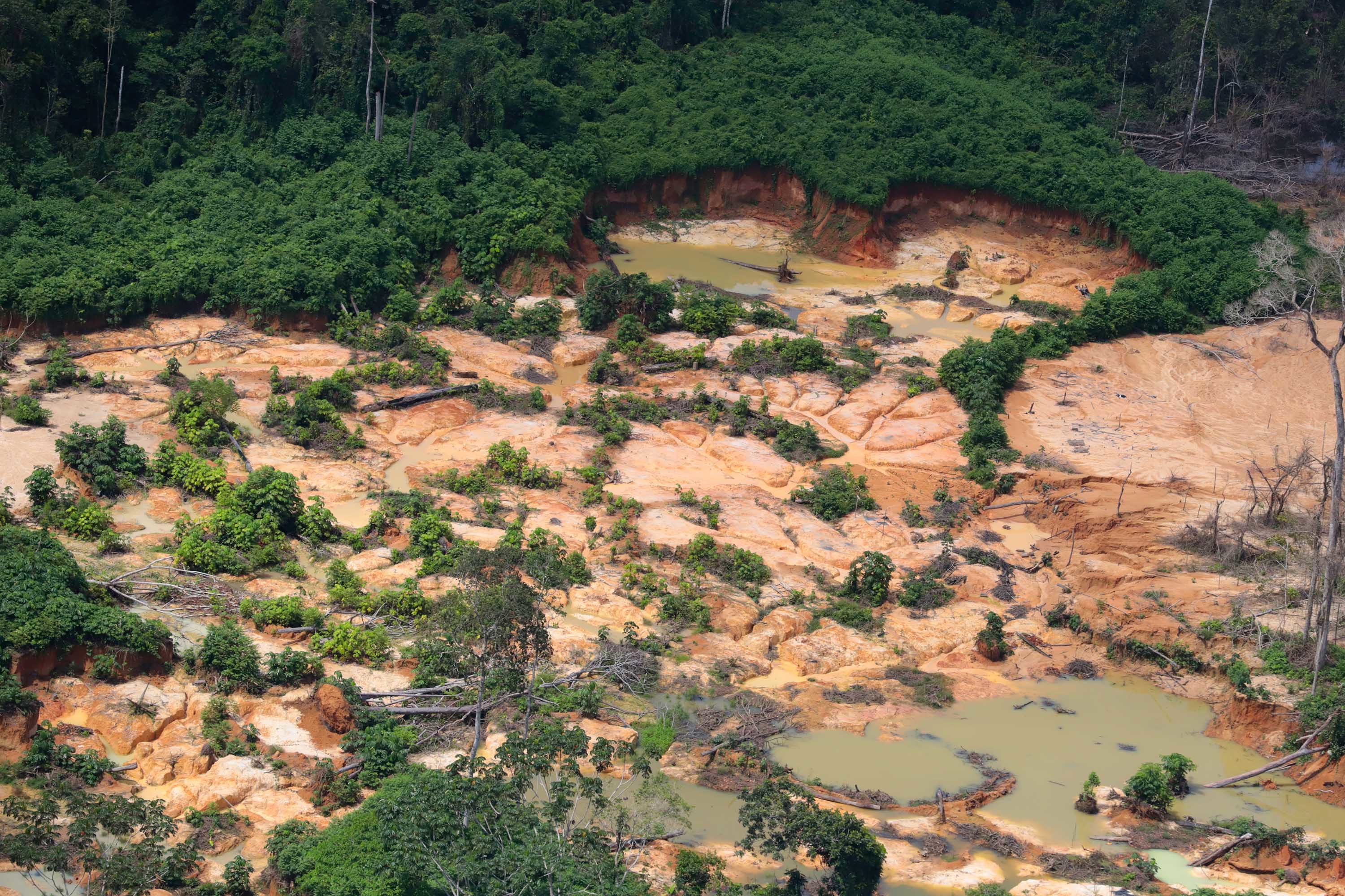 The Tropical Deforestation Outlook Report: Paths to avoid profit-driven ...